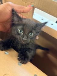 Shelter Stray Male Cat last seen Cascade Place Townhomes, Atlanta, GA, 1251 Fulton Industrial Blvd NW, Atlanta, GA 30336, USA