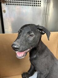 Shelter Stray Male Dog last seen Near E BELKNAP ST, Central District, TX, 355 Hillshire Dr, Haslet, TX 76052, USA