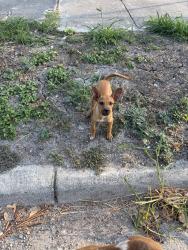 Found/Stray Male Dog last seen 36th street park, San Antonio, TX 78228