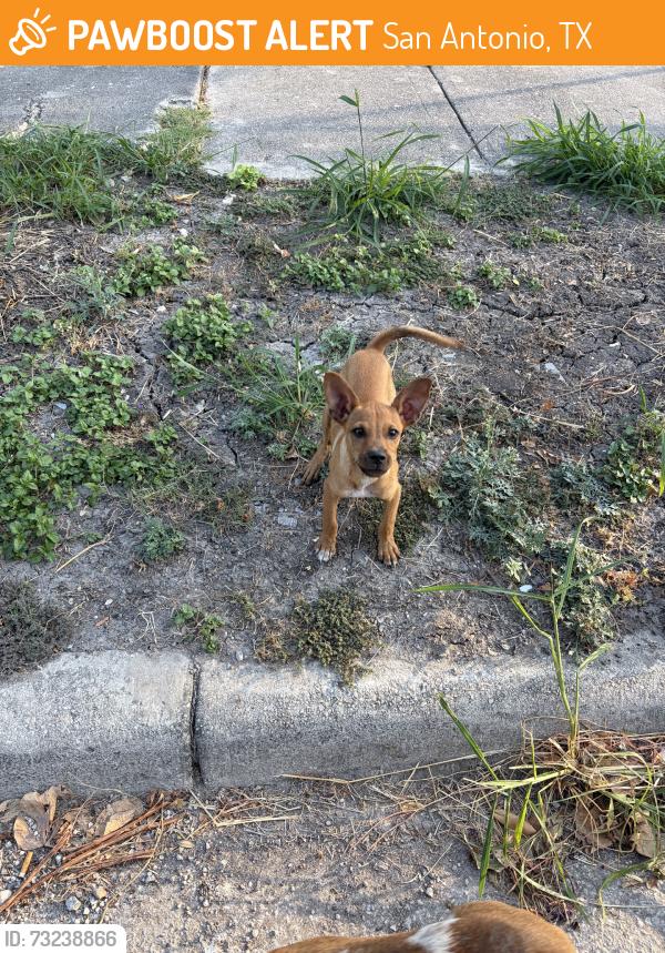 Found/Stray Male Dog last seen 36th street park, San Antonio, TX 78228