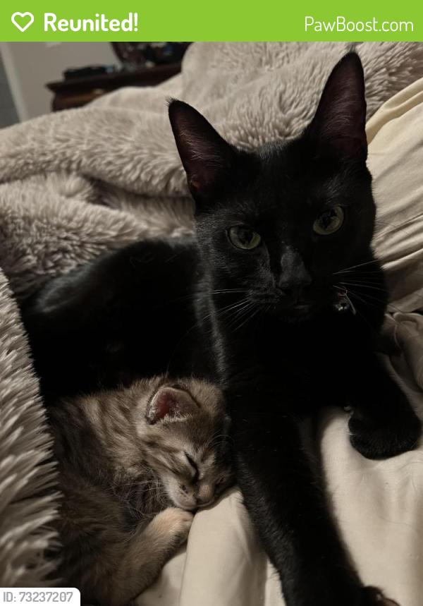 Reunited Female Cat last seen Lakewood Dr, Fayetteville, NC 28306