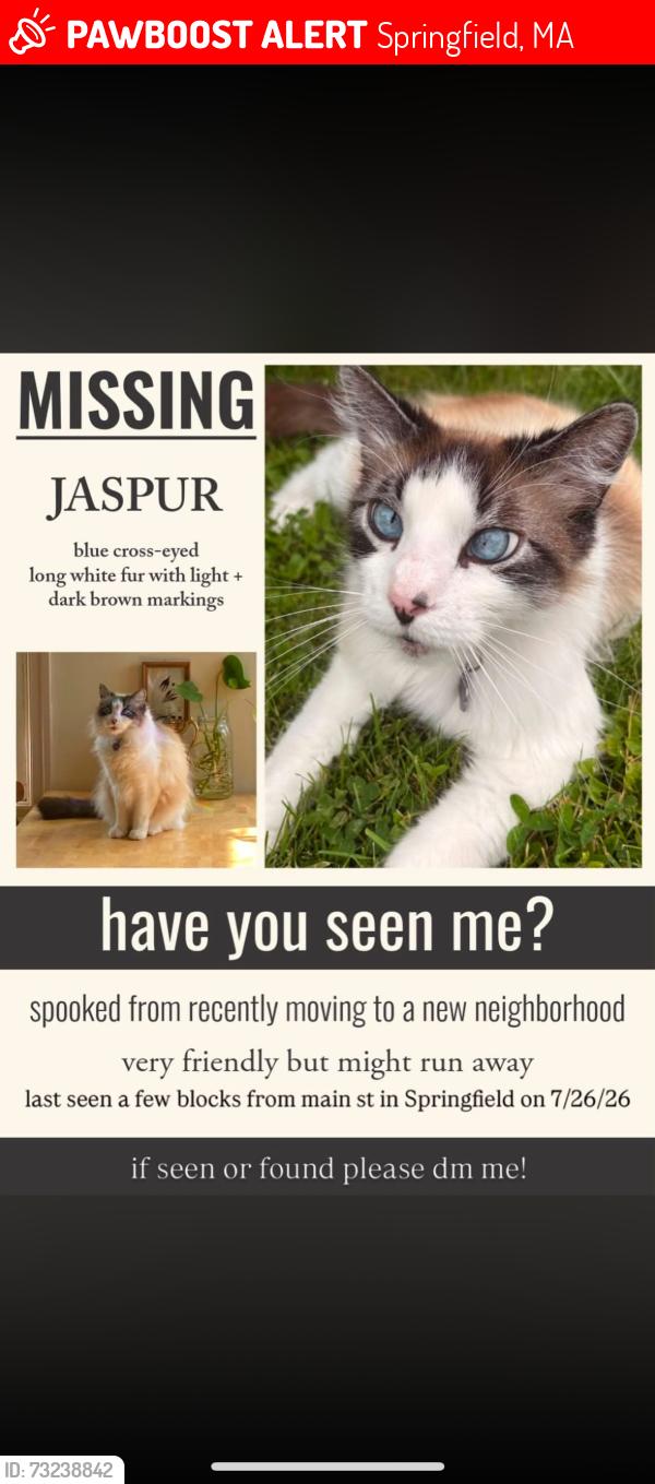 Lost Male Cat last seen Main street, Springfield, MA 01105