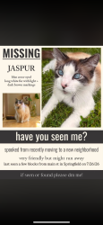 Lost Male Cat last seen Main street, Springfield, MA 01105