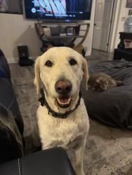 Reunited Male Dog last seen Near S Citrus St, West Covina, CA 91791, USA, West Covina, CA 91791