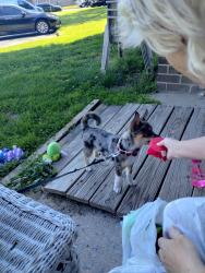 Reunited Male Dog last seen Wells Fargo bank, Dundalk, MD 21222