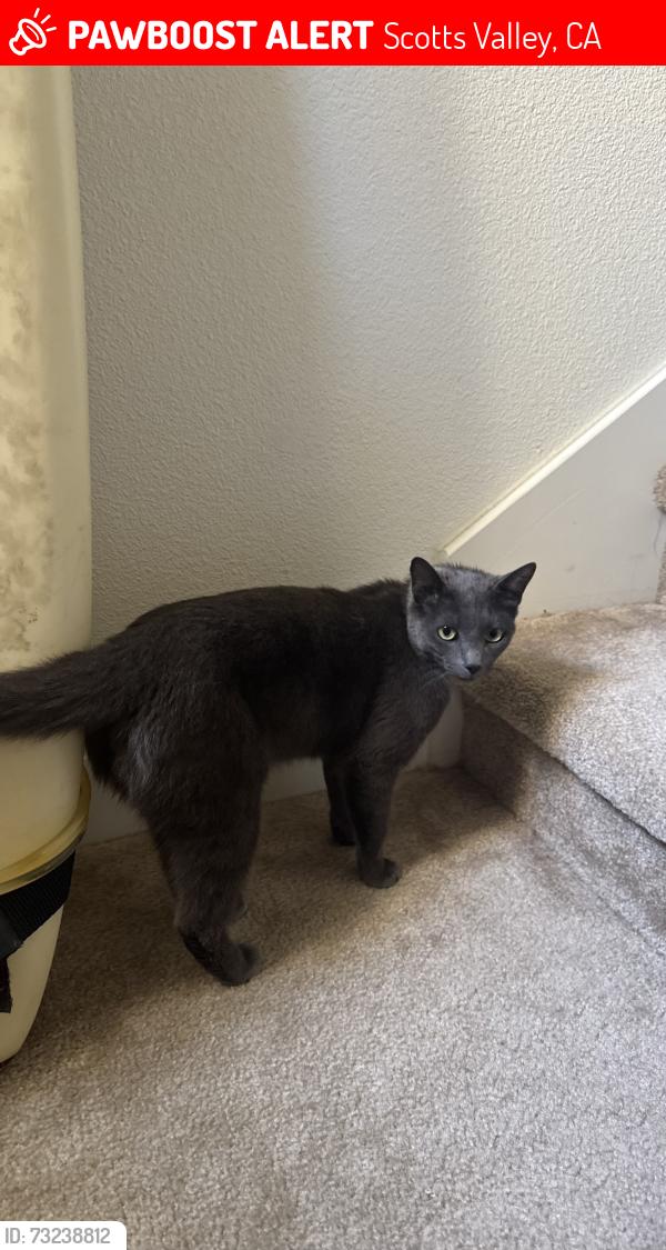 Lost Male Cat last seen The Grove, Scotts Valley, CA 95066