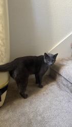 Lost Male Cat last seen The Grove, Scotts Valley, CA 95066