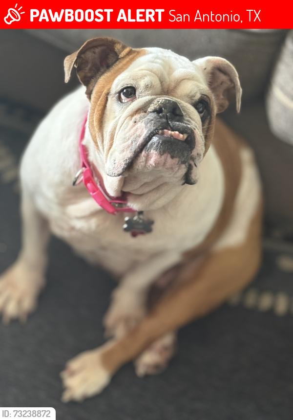 Lost Female Dog last seen Near st, San Antonio, TX 78237