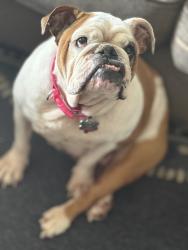 Lost Female Dog last seen Near st, San Antonio, TX 78237