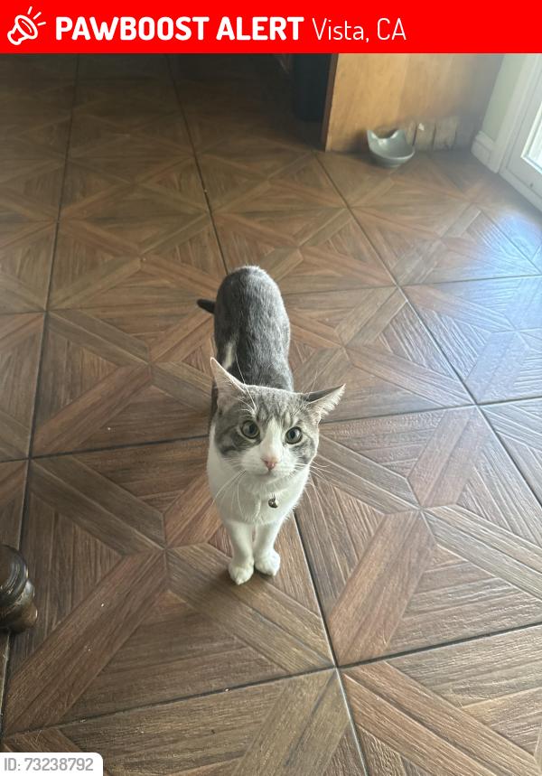 Lost Male Cat last seen Goodwin DR, Vista, CA 92084