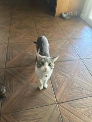 Lost Male Cat last seen Goodwin DR, Vista, CA 92084