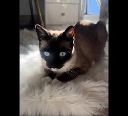 Reunited Male Cat last seen Flanders and Darden rd, San Diego, CA 92126