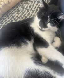 Lost Female Cat last seen Santa Ynez and Glendale Blvd., Los Angeles, CA 90026