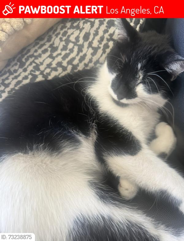 Lost Female Cat last seen Santa Ynez and Glendale Blvd., Los Angeles, CA 90026