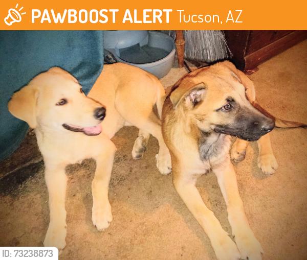 Found/Stray Female Dog last seen W WETMORE ROAD & ROMERO STREET, Tucson, AZ 85705