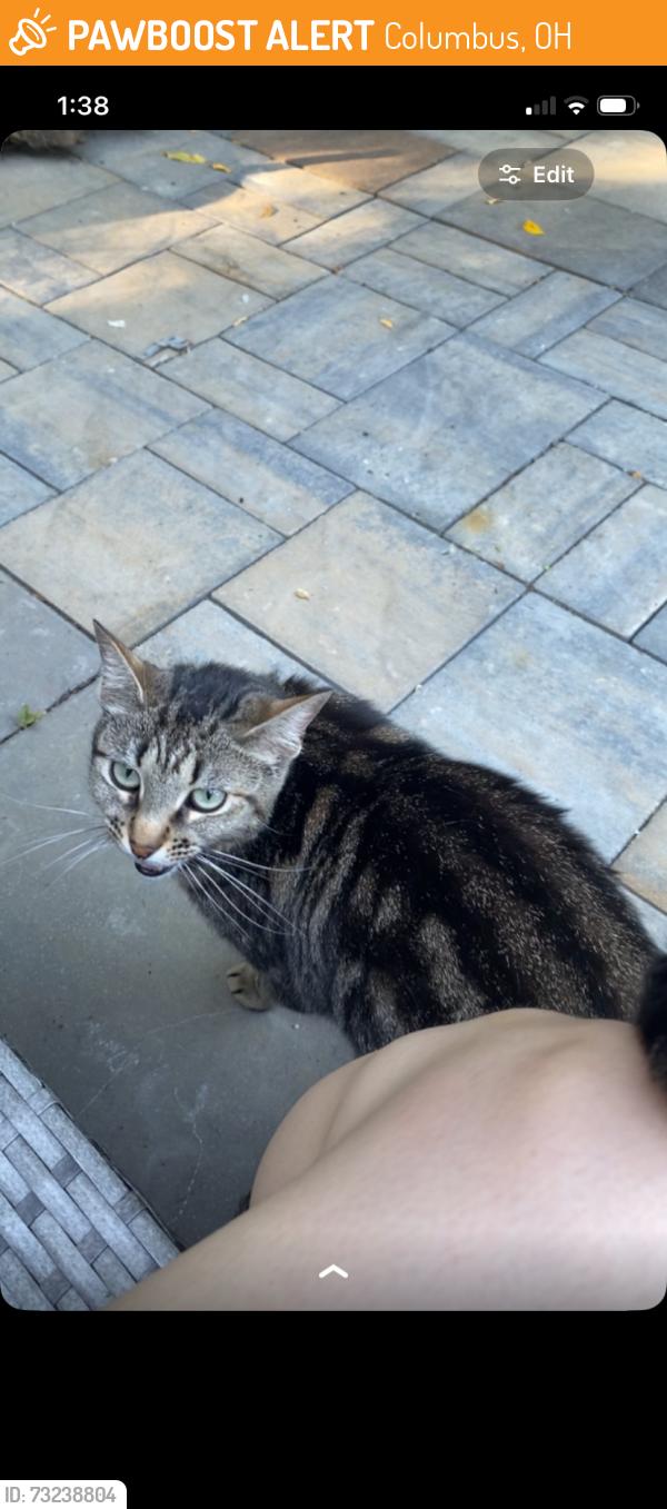 Found/Stray Female Cat last seen El Paso, Columbus, OH 43204