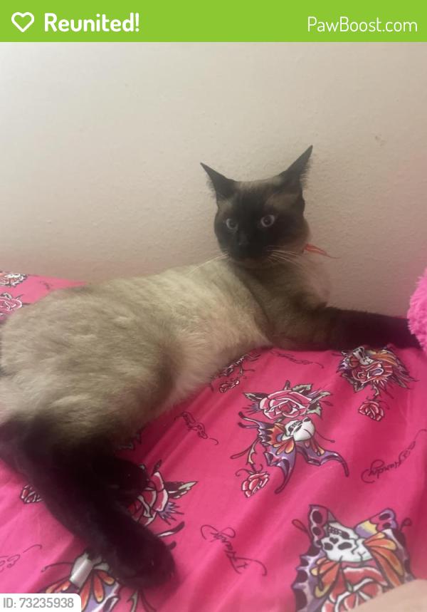 Reunited Male Cat last seen Capitol club apmts, Lacey, WA 98503