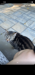 Found/Stray Female Cat last seen El Paso, Columbus, OH 43204