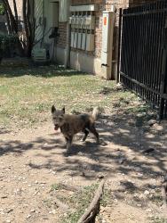 Found/Stray Male Dog last seen Near victory drive, Austin, TX 78704