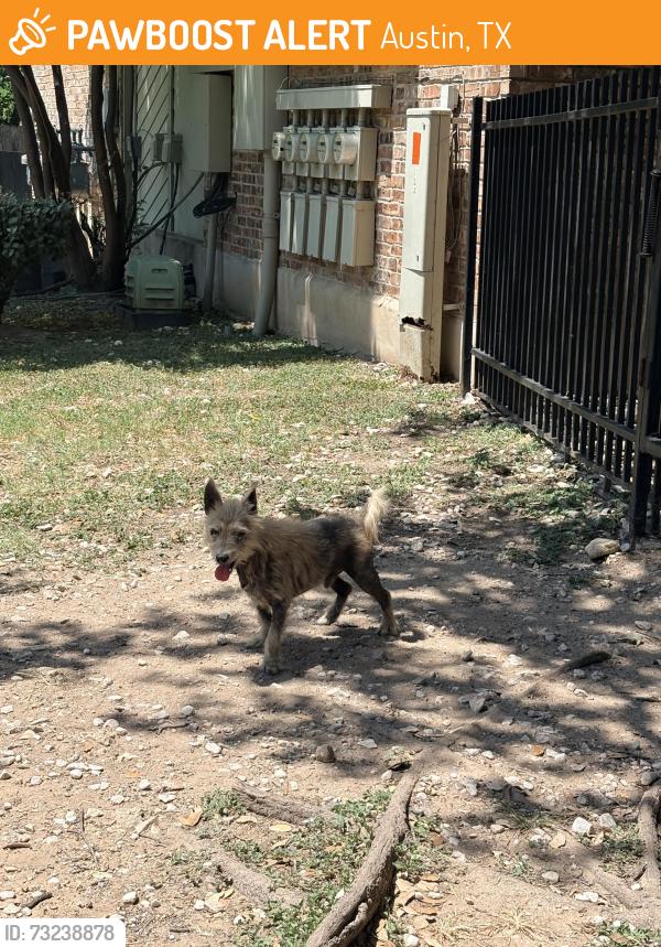 Found/Stray Male Dog last seen Near victory drive, Austin, TX 78704