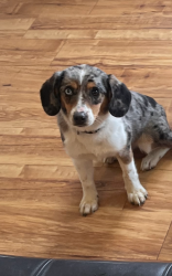 Reunited Female Dog last seen Jonesboro, McDonough, GA 30253