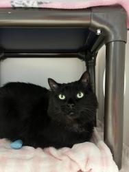 Shelter Stray Female Cat last seen Apt 207,606 W North Temple Street, SALT LAKE CITY, UT, 84116, 511 W 3900 S, Salt Lake City, UT 84123, USA