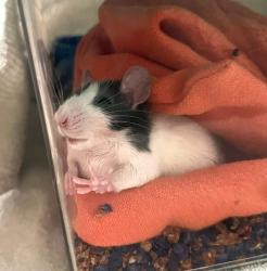 Shelter Stray Male Other last seen Near La Honda Drive, Escondido, CA, 92027, 5500 Gaines St, San Diego, CA 92110, USA
