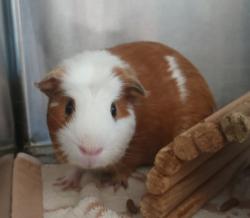 Shelter Stray Male Other last seen El Cajon, CA, 92020, El Cajon, CA 92020, USA