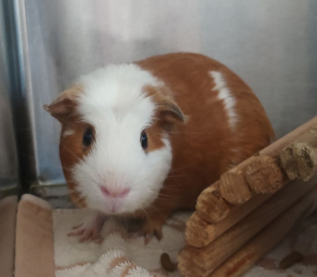 Shelter Stray Male Other last seen El Cajon, CA, 92020, El Cajon, CA 92020, USA