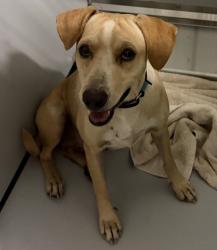 Shelter Stray Female Dog last seen Near E Washington Avenue, Escondido, CA, 92025, Escondido, CA 92027, USA