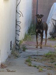 Found/Stray Female Dog last seen 99th St and Figueroa, Los Angeles, CA 90044