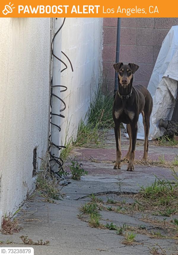 Found/Stray Female Dog last seen 99th St and Figueroa, Los Angeles, CA 90044