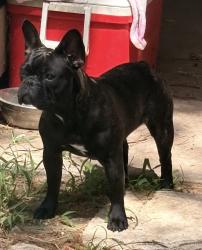 Lost Female Dog last seen Tomball ER, Tomball, TX 77375