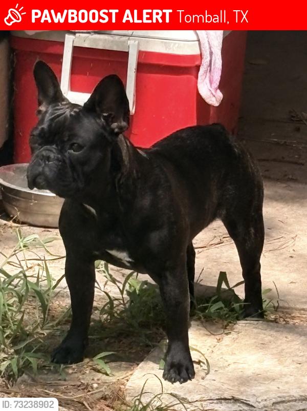 Lost Female Dog last seen Tomball ER, Tomball, TX 77375