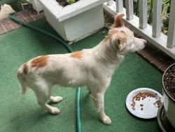 Found/Stray Female Dog last seen MLK Jr Rd, Walnut Cove, NC 27052