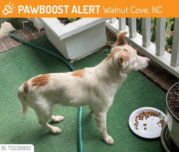 Found/Stray Female Dog last seen MLK Jr Rd, Walnut Cove, NC 27052