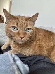 Lost Male Cat last seen Covedale lane in Bristol Lake neighborhood, Amelia, OH 45102