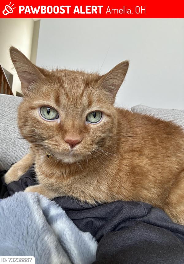 Lost Male Cat last seen Covedale lane in Bristol Lake neighborhood, Amelia, OH 45102