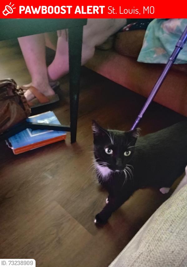 Lost Female Cat last seen Alaska Street Saint Louis MO, St. Louis, MO 63111
