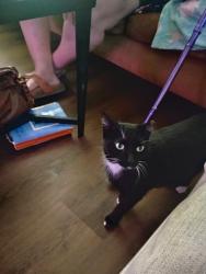 Lost Female Cat last seen Alaska Street Saint Louis MO, St. Louis, MO 63111