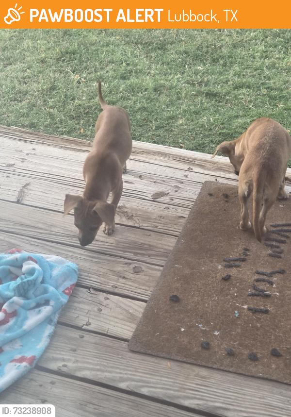 Found/Stray Female Dog last seen 29th and Knoxville, Lubbock, TX 79401