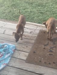 Found/Stray Female Dog last seen 29th and Knoxville, Lubbock, TX 79401