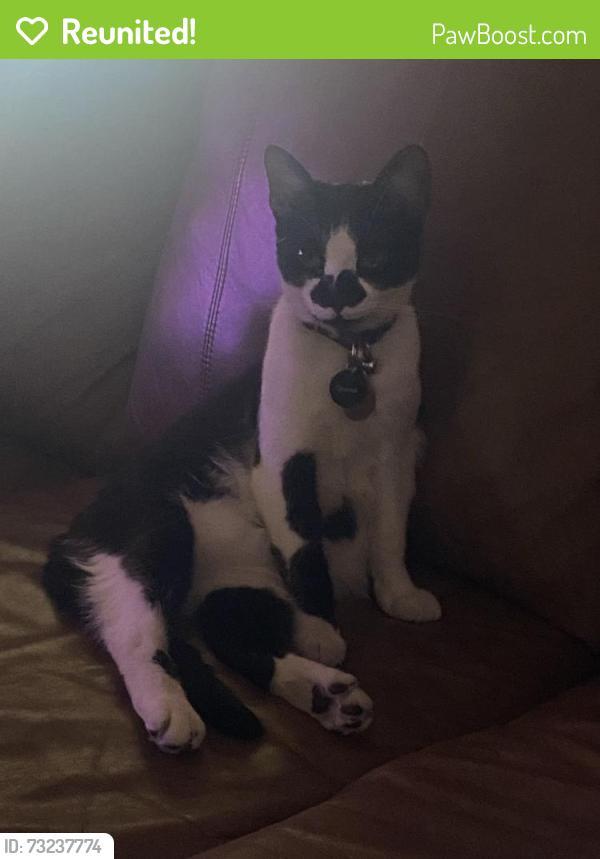 Reunited Male Cat last seen Near W Columbia St, Long Beach, CA 90806, USA, Long Beach, CA 90806