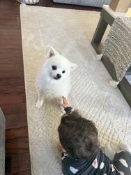 Reunited Male Dog last seen Near Iron Ridge Ct, Herndon, VA 20170, USA, Herndon, VA 20170