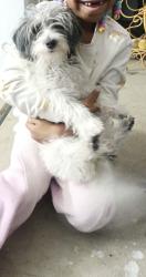 Lost Female Dog last seen Colonial Dr. & Augusta, Fontana, CA 92336