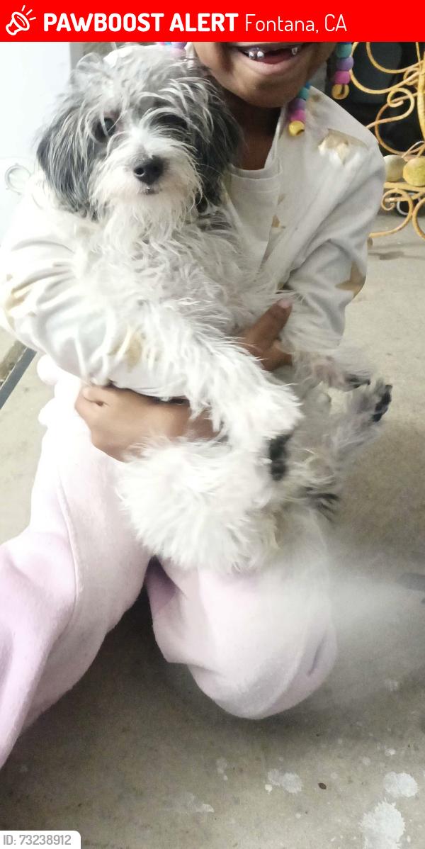 Lost Female Dog last seen Colonial Dr. & Augusta, Fontana, CA 92336