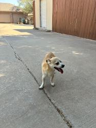 Found/Stray Male Dog last seen 98th and frankford, Lubbock, TX 79424