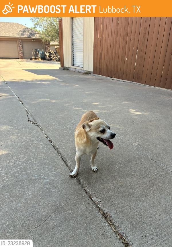 Found/Stray Male Dog last seen 98th and frankford, Lubbock, TX 79424