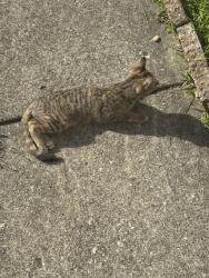 Lost Female Cat last seen Braeburn dr, Indianapolis, IN 46219
