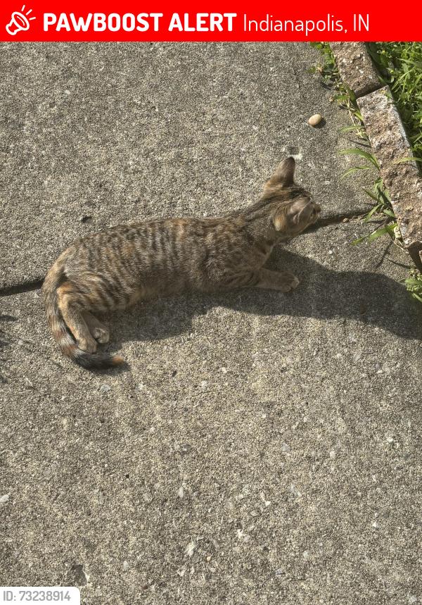 Lost Female Cat last seen Braeburn dr, Indianapolis, IN 46219